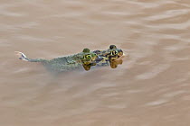 Pair of Couch's spadefoot toads (Scaphiopus couchii) mating in water, Texas, USA. June.