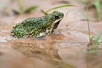 Green toad (Bufotes viridis) in shallow water, Texas, USA. June.
