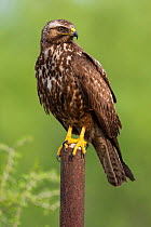 Swainson's hawk (Buteo swainsoni) juvenile, perched on post, Texas, USA. May.