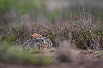 Black tailed jackrabbit (Lepus californicus) resting, Texas, USA. May.