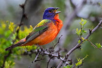 Painted bunting (Passerina ciris) male, perched on branch, Texas, USA. May.