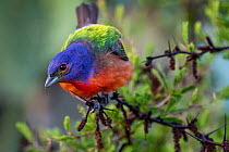 Painted bunting (Passerina ciris) male, perched on branch, Texas, USA. May.