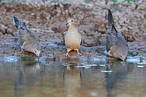 Three Mourning doves (Zenaida macroura) drinking at water's edge, Texas, USA. March.