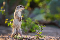 Mexican ground squirrel (Ictidomys mexicanus) standing upright on hind legs, Texas, USA. May.
