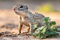 Mexican ground squirrel (Ictidomys mexicanus) portrait, Texas, USA. May.