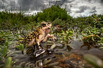 Green toad  (bufo debilis) crawling over aquatic plants in shallow water, Texas, USA. June.