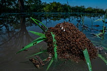 Fire ants (Solenopsis sp.) swarm making a 'raft' to float in water, Texas, USA. June.