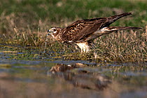 Northern harrier (circus cyaneus) drinking at water's edge, Texas, USA. April.
