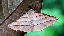 Geometer moth (Sarcinodes reductatus) male resting on a leaf in the undergrowth, Crocker Range, Sabah, Borneo, July.