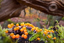 Eggs of Salmon  slime mould (Trichia decipiens) fruiting bodies covering a moss-covered Oak limb. Each orange sphere seen here is approximately 0.7mm across, Padley Gorge, Derbyshire, UK. November.
