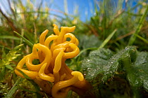 Meadow coral (Clavulinopsis corniculata) fungus, Peak District National Park, Derbyshire, UK. November.