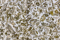 Limestone microfossils in a 0.03mm-thick slice of fossil-rich limestone viewed at high magnification, image area is 3mm across in real life. Packed with foraminifera and bryozoans (both microscopic aq...