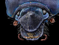 False-coloured Scanning Electron Micrograph produced at the University of Derby of a Dor beetle head (Geotrupes sp.) part of the dung beetle army that plays a central role in breaking down animal dung...