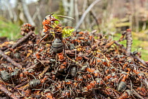 Northern hairy wood ants (Formica lugubris) emerging in early spring to bask, once workers have warmed up above ground, they go back into the nest to transfer their heat to keep the underground parts...
