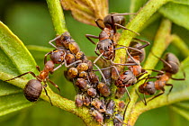 Northern hairy wood ant (Formica lugubris) workers 'milking' aphids for honeydew, gently stroking the aphid's back with its antennae, the aphid is stimulated to produce a droplet of honeydew, which th...