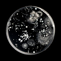 Soil bacteria and fungi cultured on nutrient agar from a soil sample collected at Wigwell, Derbyshire, UK. March.