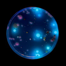 Soil bacteria and fungi cultured on nutrient agar and viewed under ultraviolet light, showing fluorescence of Pseudomonas sp. colonies, from a soil sample collected in Via Gellia Woods, Derbyshire.UK....