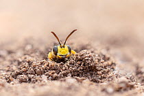 Female Ornate-talied digger wasp (Cerceris rybyensis) emerging from burrow,  Peak District National Park, Derbyshire, UK. August.