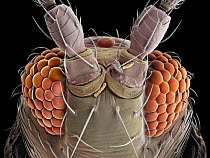 False-coloured scanning electron micrograph of a Thrip's (Thysanoptera) head, the bulging compound eyes can be seen on either side of the head, with sensory hairs sprouting between the individual unit...