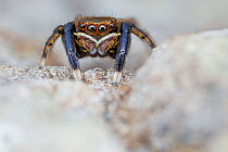 Male Jumping spider (Euophrys frontalis) close up, Derbyshire, UK. May. Focus stacked image.