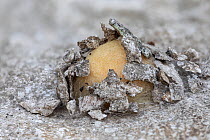 Egg sac of unidentified spider covered in limestone flakes, most likely an incidental covering of stone as the egg sac was discovered between two pieces of particularly friable limestone, the silk bin...