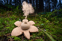 Collared earthstar (Geastrum michelianum) on forest floor, dispersing spores. This species disperses its spores when raindrops strike the fruiting body, here the fungus has been tapped with a twig to...