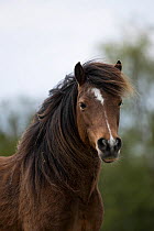 Kerry bog pony, a rare breed, gelding, head portrait, County Kerry, Republic of Ireland. April.