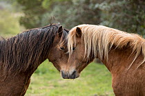 Two Kerry bog ponies, a rare breed, geldings, head to head, greeting one another, County Kerry, Republic of Ireland. April.