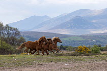 Kerry bog ponies, mares and gelding, running over grassland with mountains in background, County Kerry, Republic of Ireland. April.