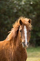 Kerry bog pony, mare, a rare breed, head portrait, County Kerry, Republic of Ireland. April.