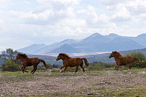 Kerry bog ponies, a rare breed, mares and gelding, running over grassland with mountains in background, County Kerry, Republic of Ireland. April.