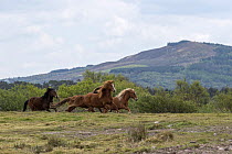 Kerry bog ponies, a rare breed, mares and geldings, galloping over grassland, County Kerry, Republic of Ireland. April.