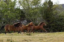 Kerry bog ponies, a rare breed, mares and geldings, galloping over grass, County Kerry, Republic of Ireland. April.