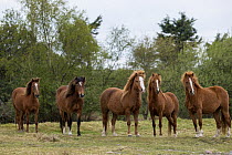 Kerry bog ponies, a rare breed, mares and geldings standing alert, County Kerry, Republic of Ireland. April.