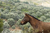 Anadolu stallion head portrait, Sirince mountains, Turkey.