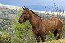Anadolu stallion standing alert, portrait, Sirince mountains, Turkey.