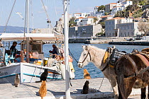 Donkeys and mules tied up at harbourside, alongside a fishing boat and some cats waiting for a feed,  Hydra, Saronic Islands, Greece.