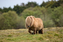 Falabella miniature horse, stallion, walking over grassland, County Kerry, Republic of Ireland. April.
