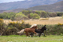Donkey and Kerry bog pony, stallion, a rare breed, running together, County Kerry, Republic of Ireland. April.