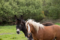 Donkey standing alongside a Kerry bog pony, stallion, a rare breed, sticking his tongue out, County Kerry, Republic of Ireland. April.
