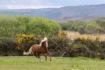 Kerry bog pony, stallion, a rare breed, running, County Kerry, Republic of Ireland. April.