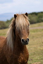 Kerry bog pony, gelding, a rare breed, head portrait, County Kerry, Republic of Ireland. April.