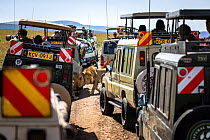 Two Lions (Panthera leo) rubbing heads closely surrounded by a crowd of tourist vehicles, Masai Mara National Reserve, Kenya.