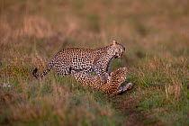 Female Leopard (Panthera pardus) cub playing with its mother in the morning light, Masai Mara National Reserve, Kenya.