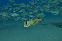Longspined porcupinefish (Diodon holocanthus) in front of a school of Yellow / Amarillo snappers (Lutjanus argentiventris) and a Pacific dog snapper (Lutjanus novemfasciatus), swimming over seabed, Se...