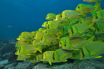 School of Panama  / Panamic porkfish (Anisotremus taeniatus) swimming in a tight group over the reef, Sea of Cortez, Baja California, Mexico.