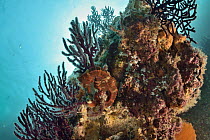 Pacific seahorse (Hippocampus ingens) on a reef, Sea of Cortez, Baja California, Mexico.