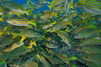 School of Blue-and-gold snappers (Lutjanus viridis) in a feeding frenzy on the reef, Sea of Cortez, Baja California, Mexico.