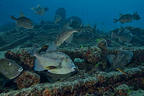 School of Finescale triggerfish (Balistes polylepis) grazing on the reef, Sea of Cortez, Baja California, Mexico.