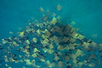 Large school of Pacific cownose rays / Golden cownose rays (Rhinoptera steindachneri), Sea of Cortez, Baja California, Mexico.